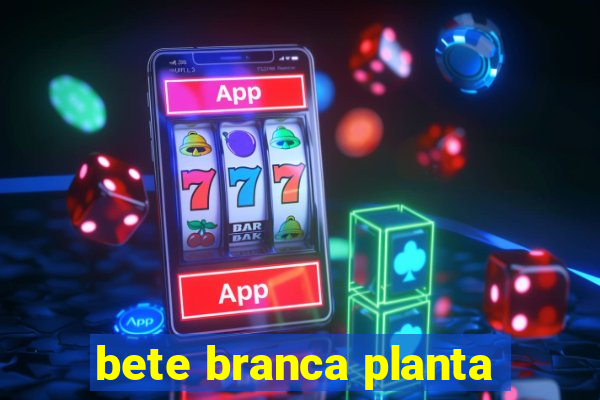 bete branca planta